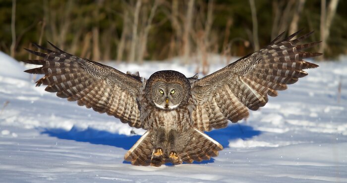 Poster  Chouette brune aux ailes déployées