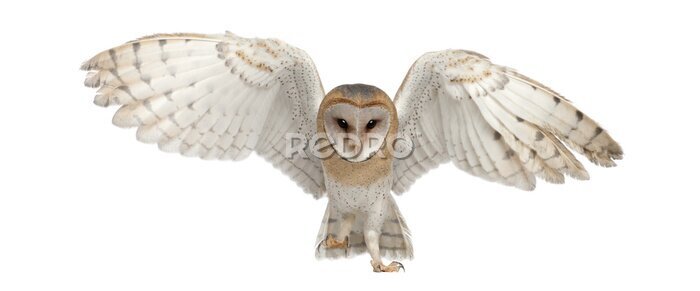 Poster  Chouette effraie en plein vol sur fond blanc