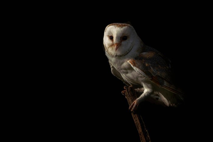 Poster  Chouette effraie sur fond sombre