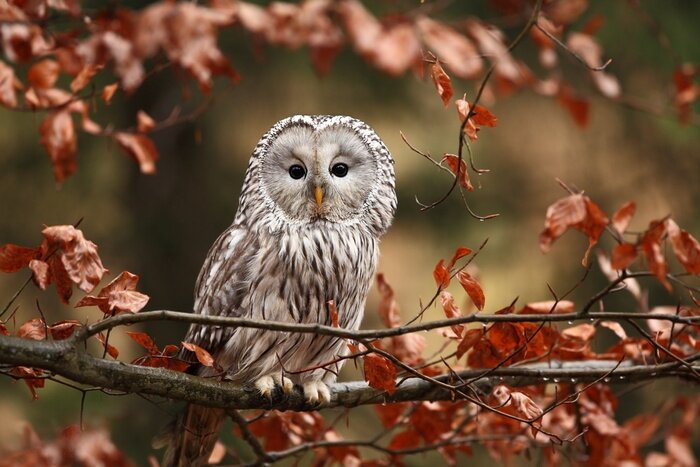 Poster  Chouette lapone parmi les arbres d'automne