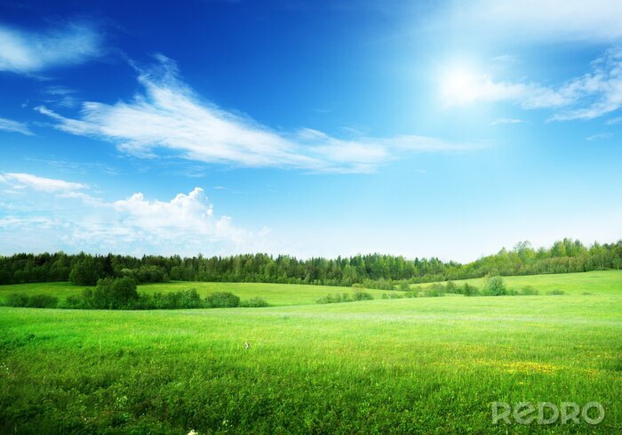 Poster  Ciel bleu au-dessus de l'herbe