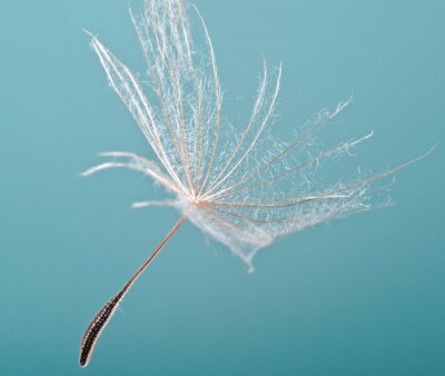 Ciel et graines de pissenlit