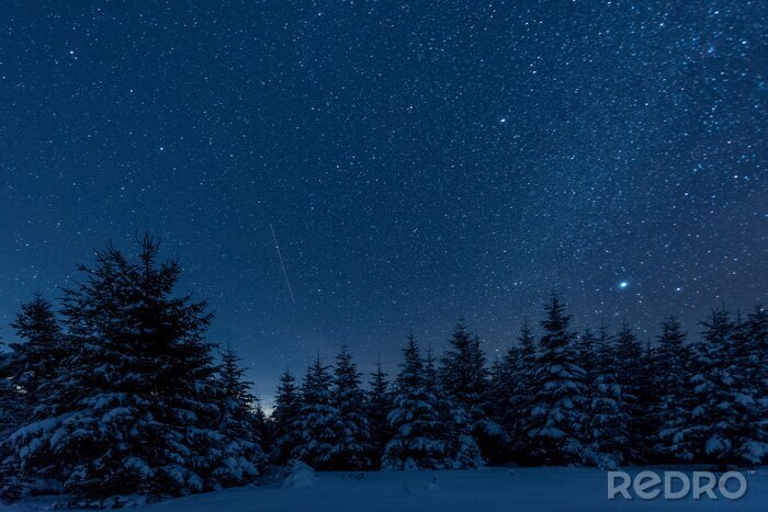 Poster  Ciel nocturne au-dessus de la forêt d'hiver
