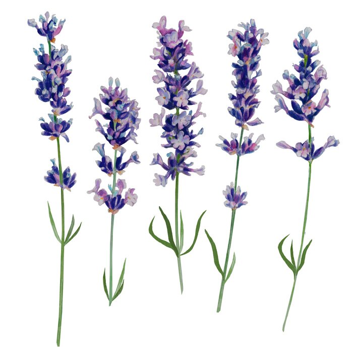 Poster  Cinq délicats brins de lavande