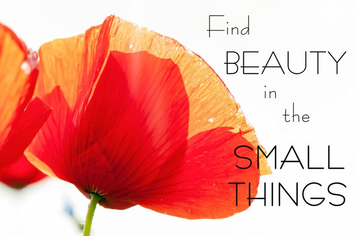 Poster  Citation typographique sur la beauté des petites choses