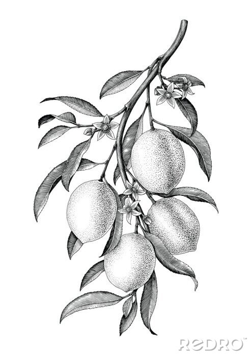 Poster  Citron avec une branche noire et blanche