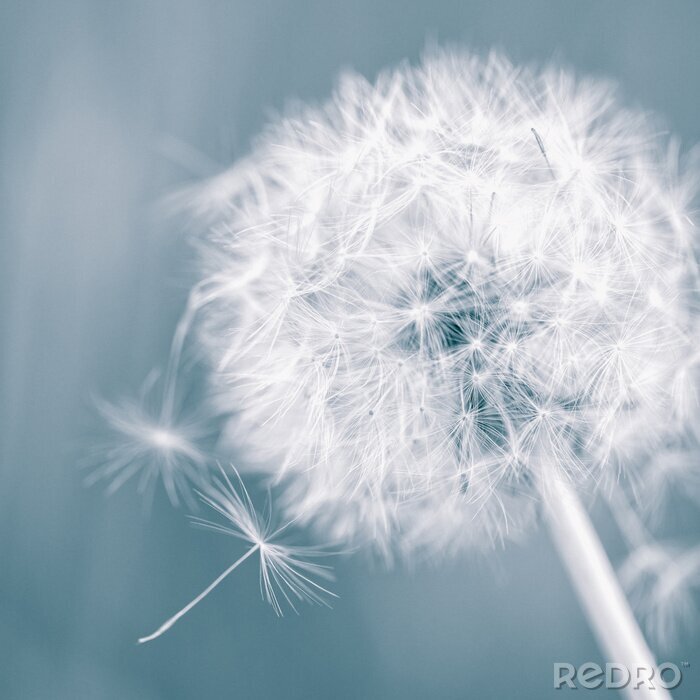 Poster  Clairière et pissenlits