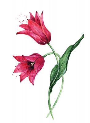 Poster  Cloches de tulipes s'échappant du pollen