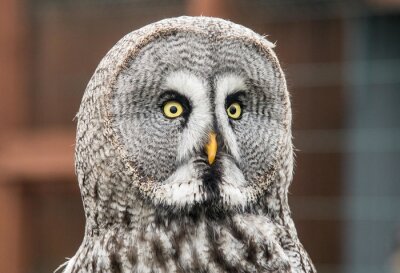 Closeup shot of a curious great grey owl staring directly at the camera