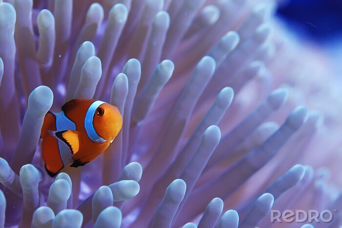 Poster  clown fish coral reef / macro underwater scene, view of coral fish, underwater diving