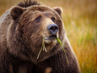 Poster  Coastal brown bear, also known as Grizzly Bear (Ursus Arctos). South Central Alaska. United States of America (USA).