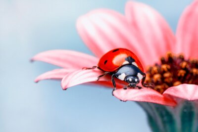 Coccinelle rouge sur une fleur rose