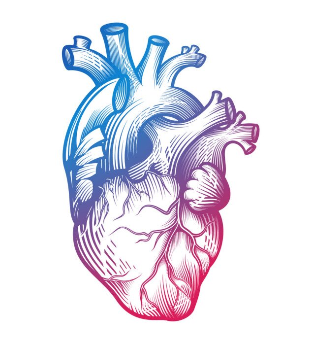 Poster  Cœur humain coloré