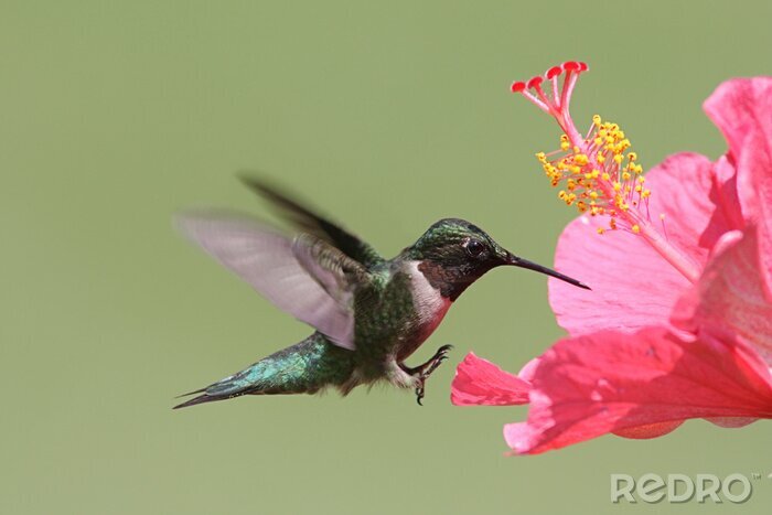 Poster  Colibri scintillant sur un fond vert