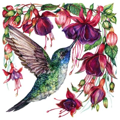 Poster  Colibri sirotant le nectar des fleurs