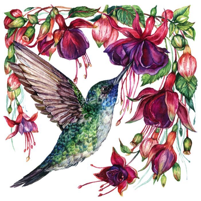 Poster  Colibri sirotant le nectar des fleurs