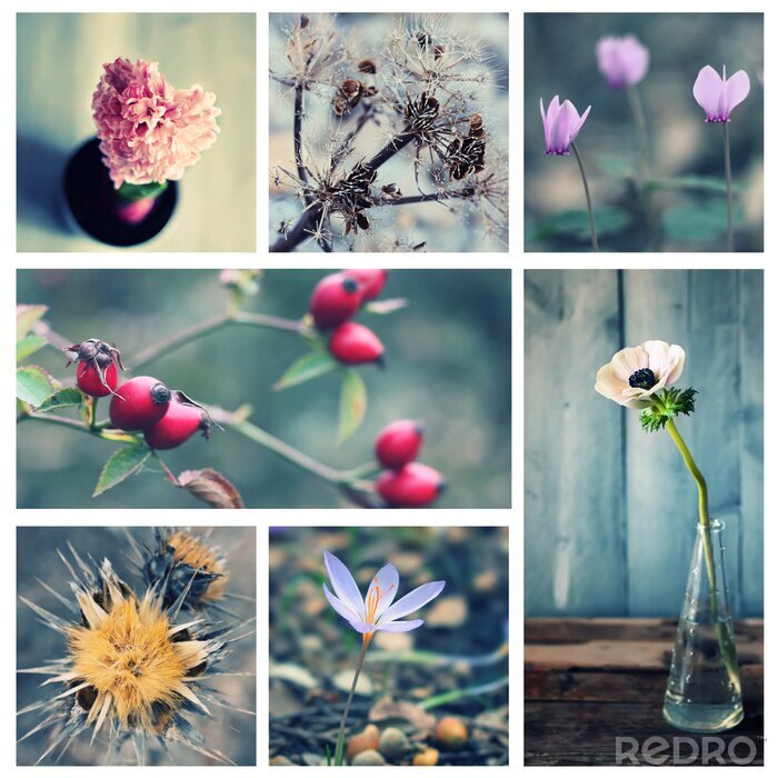 Poster  Collage de photos de fleurs