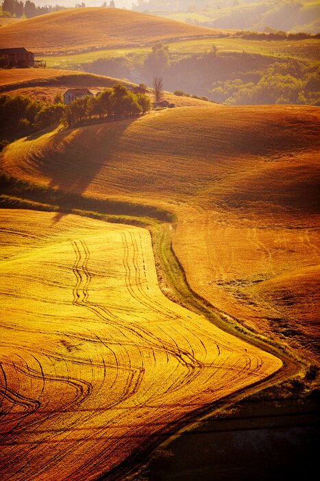 Poster  Collines de Toscane en couleur dorée
