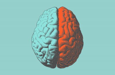 Poster  Color drawing brain illustration in vintage style