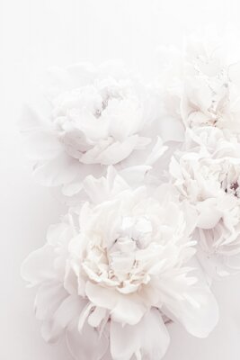 Poster  Concept d'un design glamour avec des fleurs de pivoine