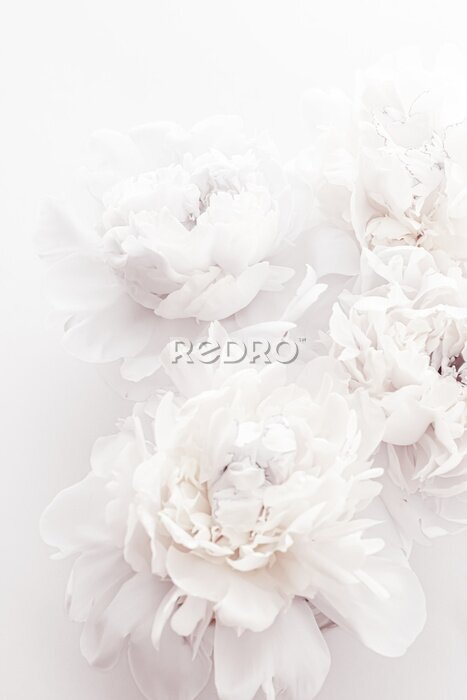 Poster  Concept d'un design glamour avec des fleurs de pivoine