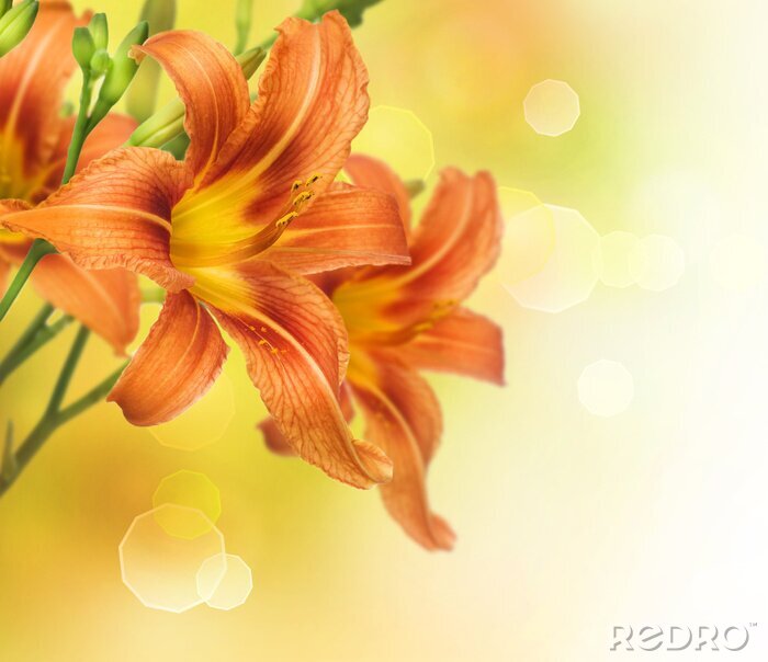 Poster  Conception jaune de frontière de fleurs Lily