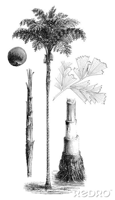 Poster  Construction d'une illustration de palmier à partir d'un atlas