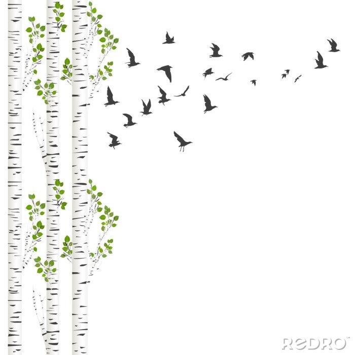 Poster  Contexte avec des bouleaux et des oiseaux