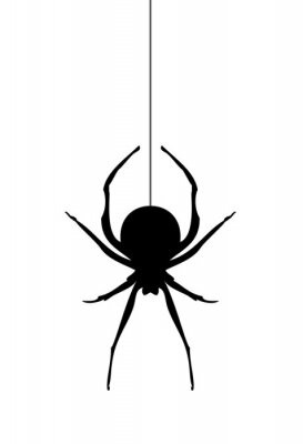 Poster  Contour noir et blanc d'une araignée