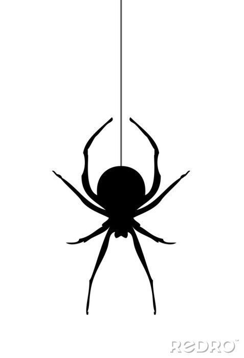 Poster  Contour noir et blanc d'une araignée