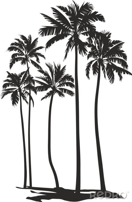 Poster  Contours noirs et blancs de palmiers