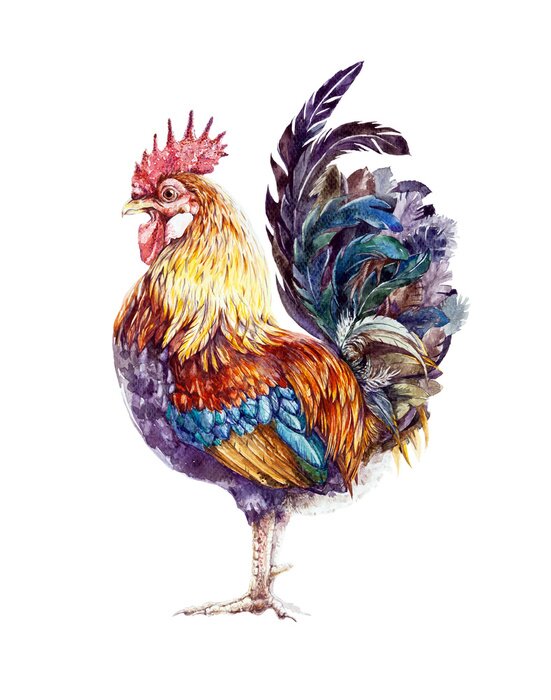 Poster  Coq aquarelle