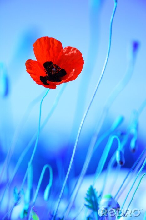 Poster  Coquelicot et contraste avec un fond bleu