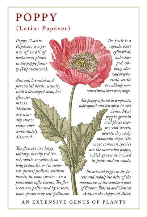Poster  Coquelicot vintage