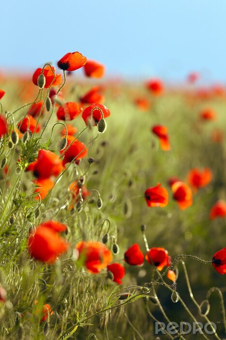 Poster  Coquelicots à la lumière du soleil couchant