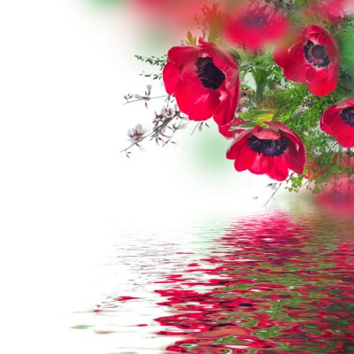 Coquelicots au bord de l'eau