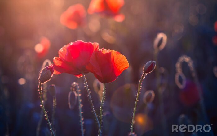 Poster  Coquelicots au soleil couchant