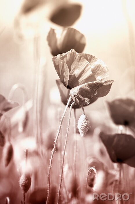 Poster  Coquelicots avec un effet sépia