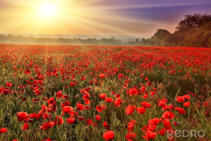Poster  Coquelicots dans le pré par une journée ensoleillée