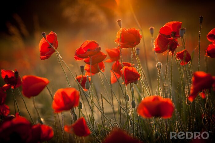 Poster  Coquelicots dans les rayons du soleil sur un fond flou