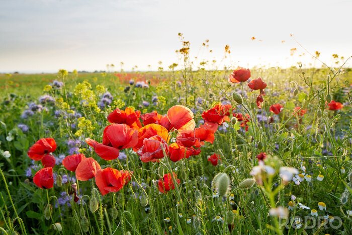 Poster  Coquelicots et bleuets dans la prairie