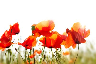 Coquelicots et rayons de soleil