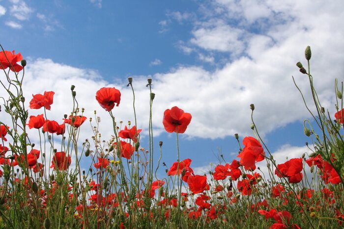 Poster  Coquelicots naturels poussant dans le pré
