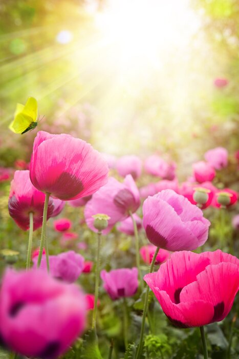 Poster  Coquelicots roses dans la prairie