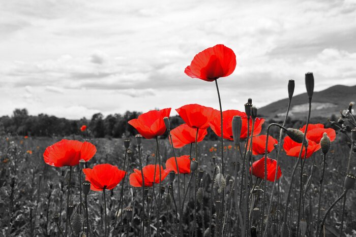 Poster  Coquelicots rouges et un pré monochrome