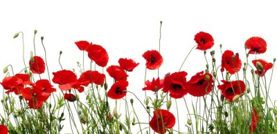 Coquelicots rouges sur fond blanc avec brins verts