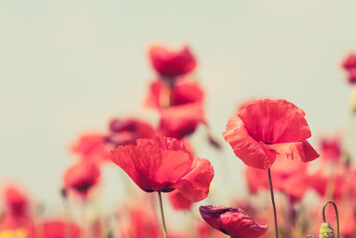 Poster  Coquelicots rouges sur fond flou