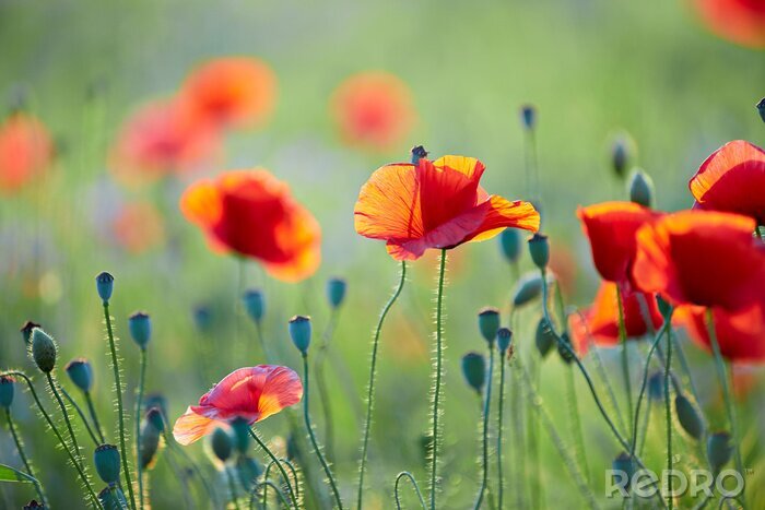 Poster  Coquelicots sauvages au soleil sur fond flou