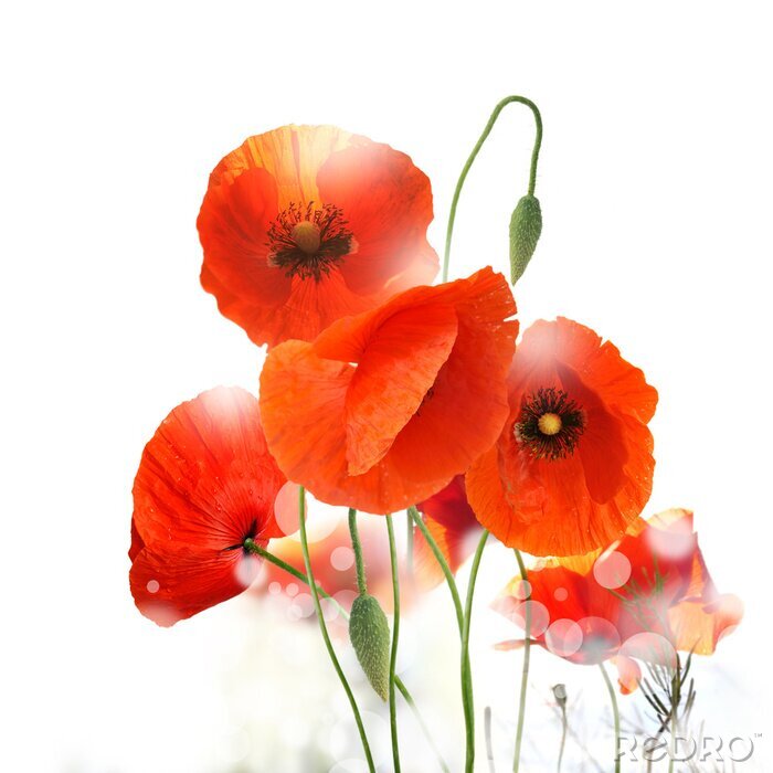 Poster  Coquelicots sur fond blanc