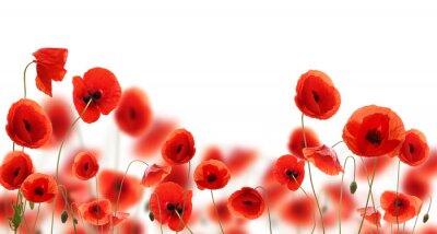 Papier peint  Coquelicots sur fond blanc